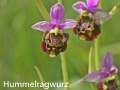 DreilaendereckI008