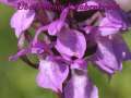 DreilaendereckI034