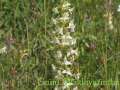 DreilaendereckI036