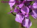 DreilaendereckI043