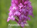 DreilaendereckI060
