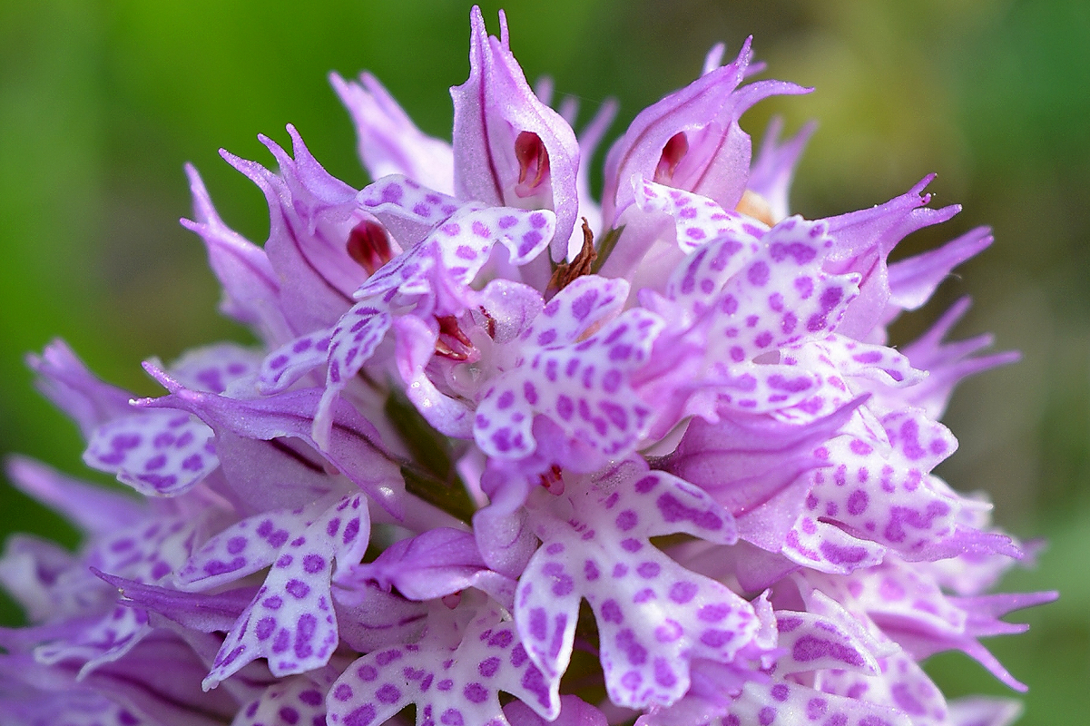 Orchidee des Jahres 2019 Orchis tridentata