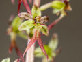Orchidee des Jahres