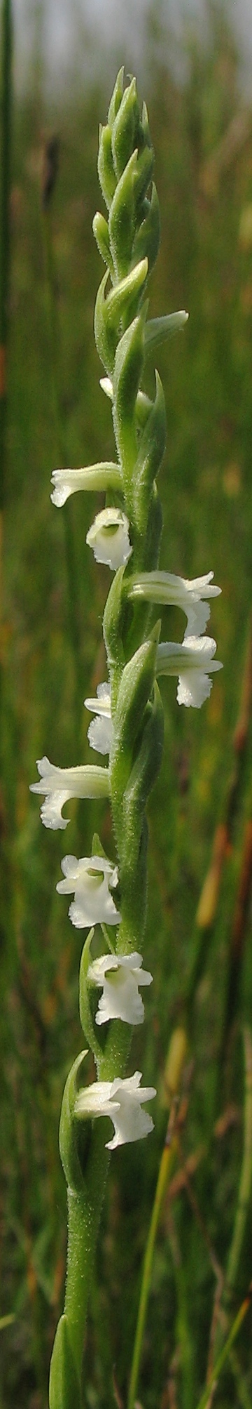 Sommer-Drehwurz (Spiranthes aestivalis)