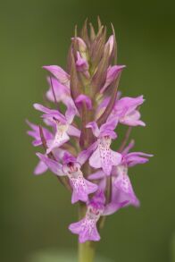 Dactylorhiza praetermissa