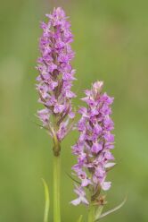 Dactylorhiza praetermissa