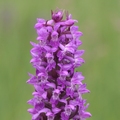 Fleischfarbenes Knabenkraut (Dactylorhiza incarnata L.)