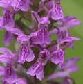 Fleischfarbenes Knabenkraut (Dactylorhiza incarnata L.)