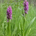 Fleischfarbenes Knabenkraut (Dactylorhiza incarnata L.)