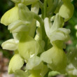 Bleiches Knabenkraut (Orchis pallens)