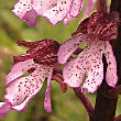 Purpur-Knabenkraut (Orchis purpurea)