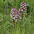 Purpur-Knabenkraut (Orchis purpurea)