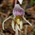 Der Blattlose Widerbart (Epipogium aphyllum Sw.)