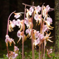 Der Blattlose Widerbart (Epipogium aphyllum Sw.)