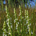 Sommer-Drehwurz (Spiranthes aestivalis)