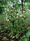 Weies Waldvglein (Cephalanthera damasonium)