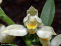 Weies Waldvglein (Cephalanthera damasonium)