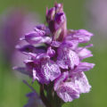 Bitte für eine Größere Ansicht klicken. Torfmoos-Fingerwurz (Dactylorhiza  sphagnicola)