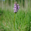 Torfmoos-Fingerwurz (Dactylorhiza  sphagnicola)