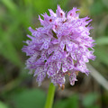 Bitte für eine Größere Ansicht klicken. Dreizähniges Knabenkraut (Orchis tridentata)