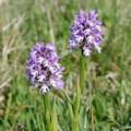 Dreizhniges Knabenkraut (Orchis tridentata)