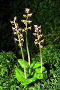 Herzblttriges Zweiblatt (Neottia cordata)