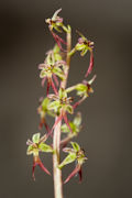 Herzblttriges Zweiblatt (Neottia cordata)