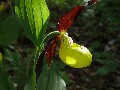 Frauenschuh (Cypripedium calceolus)