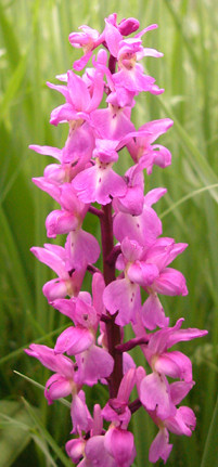 Orchis Mascula