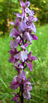 Orchis Mascula